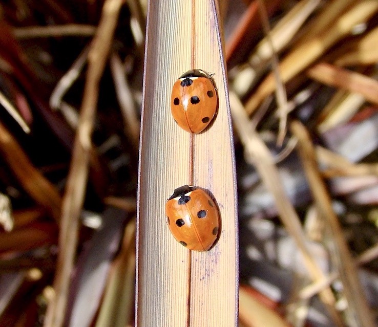 7-spot ladybird
